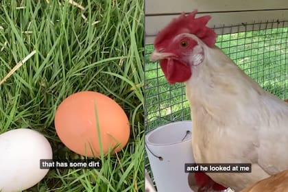 El alquiler de gallinas surgió como alternativa en EE.UU. ante el precio del huevo