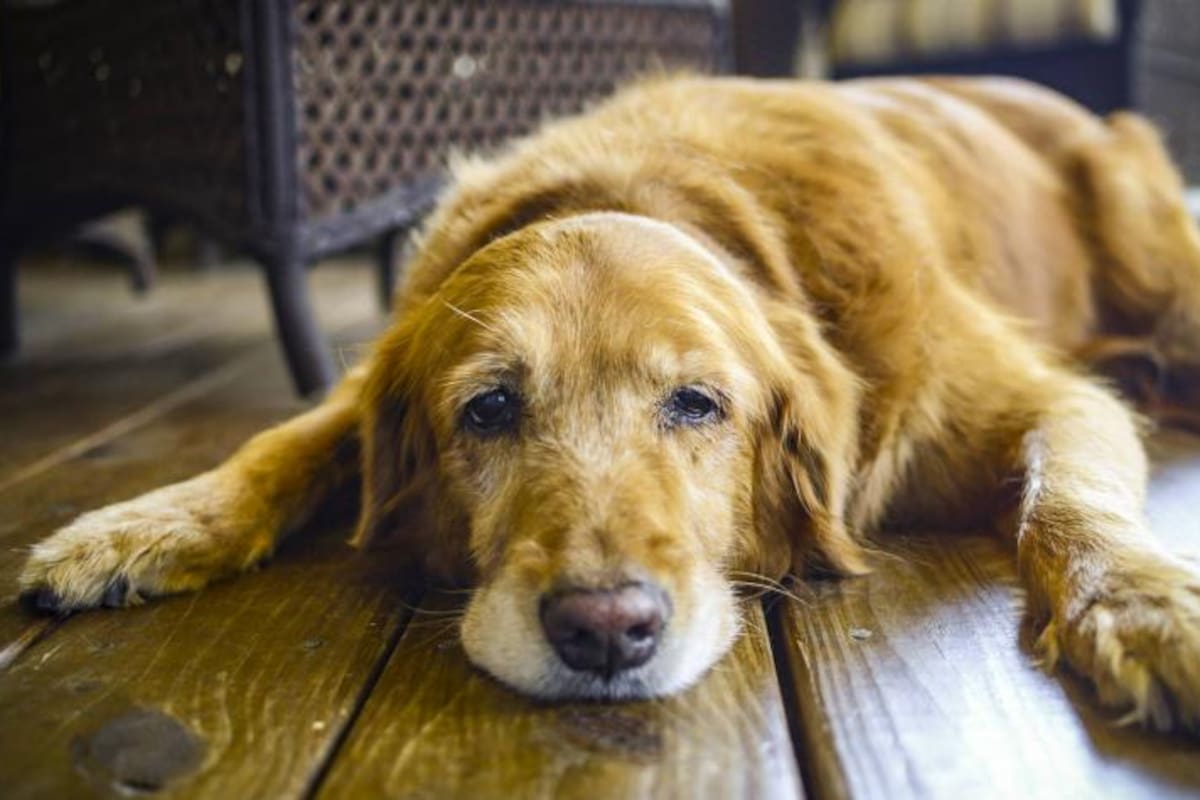 El alzhéimer en los perros se empieza a evidenciar con la edad