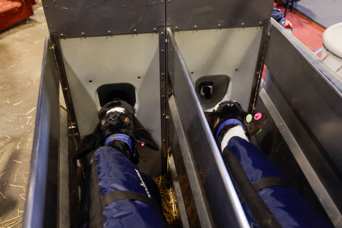 El amamantador autmático para terneros en la Exposición Rural de Palermo