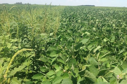 El Amaranthus “continúa liderando el ranking de problemáticas"