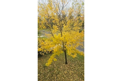El amarillo imposible de los fresnos