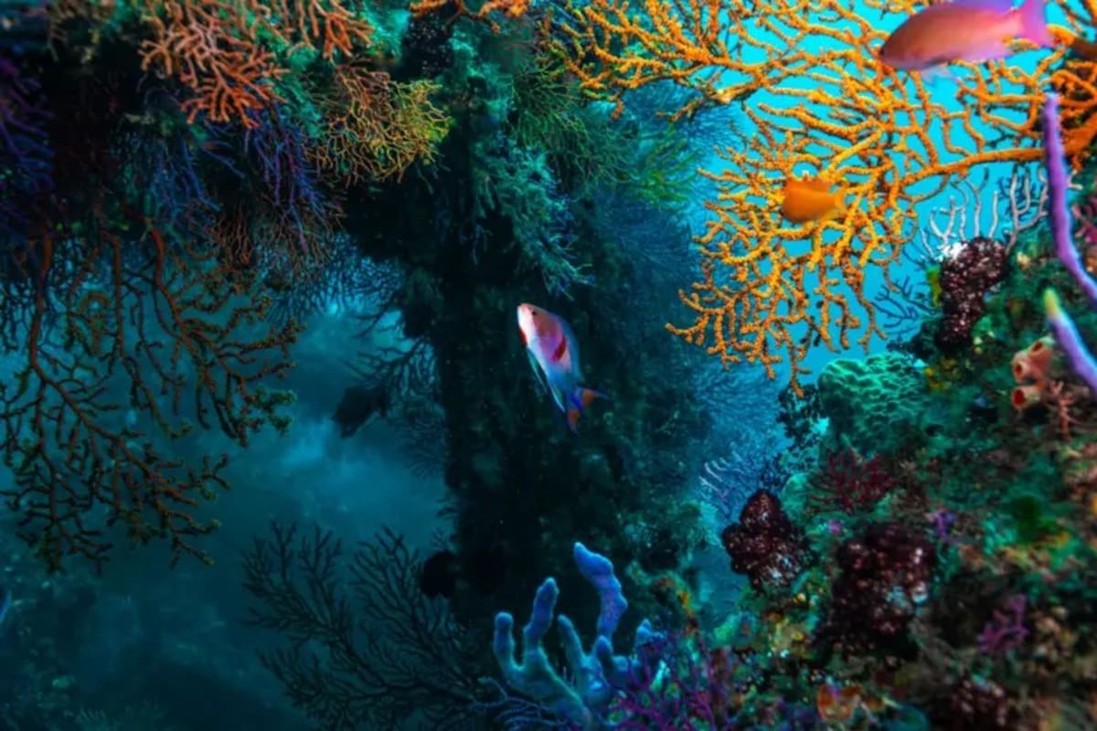 El Amazonas del Mar