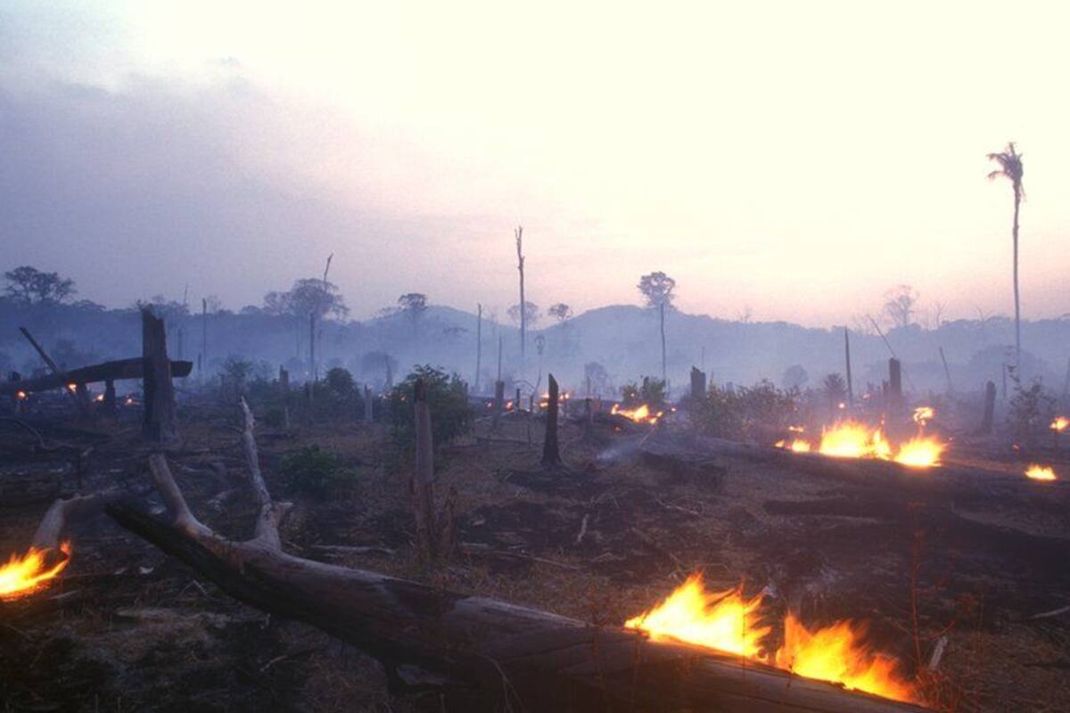 El Amazonas ha sido catalogado como los pulmones de la Tierra y está siendo destruido