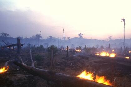 El Amazonas ha sido catalogado como los pulmones de la Tierra y está siendo destruido