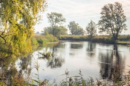 El ameboide Naegleria fowleri puede encontrarse en lagunas, estanques y piscinas