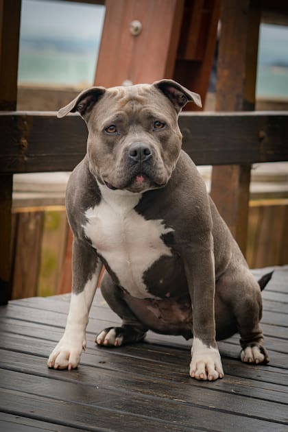 El American bully tiene un físico rudo e imponente