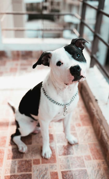 El American pitbull terrier es equilibrado, simpático e inteligente