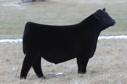 El norteamericano Larry Coleman de Coleman Ranch, un de las cabañas más importantes de ese país, compró el 50% de Patagonia por US$180.000. Ahora el toro se llama South America