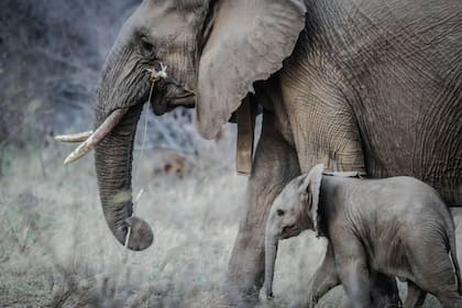El amor maternal de los elefantes capturado en imágenes virales