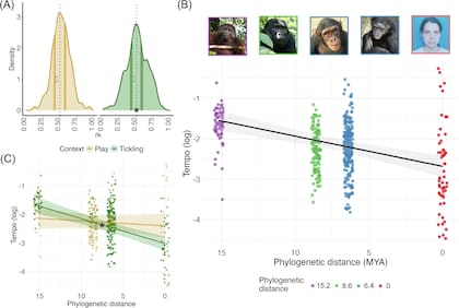 El análisis compara el ritmo de la risa en distintas especies y evidencia una estructura común que se remonta a un ancestro compartido hace millones de años