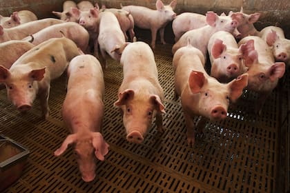El análisis de los especialistas se centra en un virus detectado en cerdos, denominado G4
