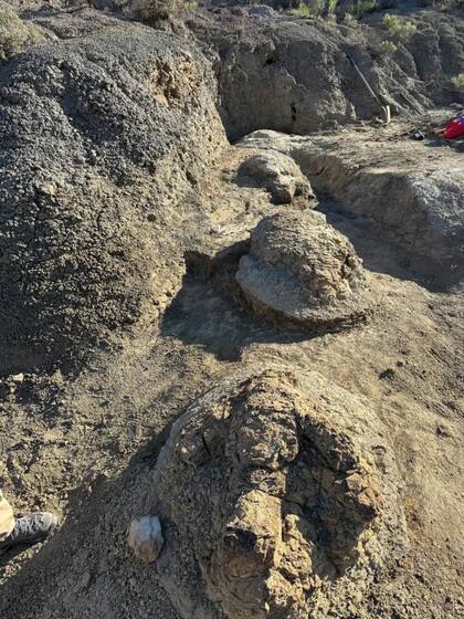 El análisis indica que el T. rex caminaba a una velocidad de entre 5,6 y 7 kilómetros por hora cuando dejó las marcas.