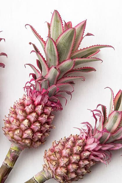 El ananá rosa salió al mercado tras 17 años de investigación en los laboratorios de la compañía Fresh del Monte