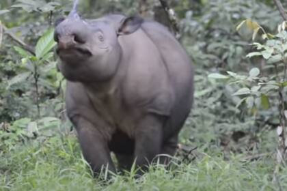 El "Dicerorhinus sumatrensis" se extinguió en Malasia y solo quedan 80 ejemplares en Indonesia.