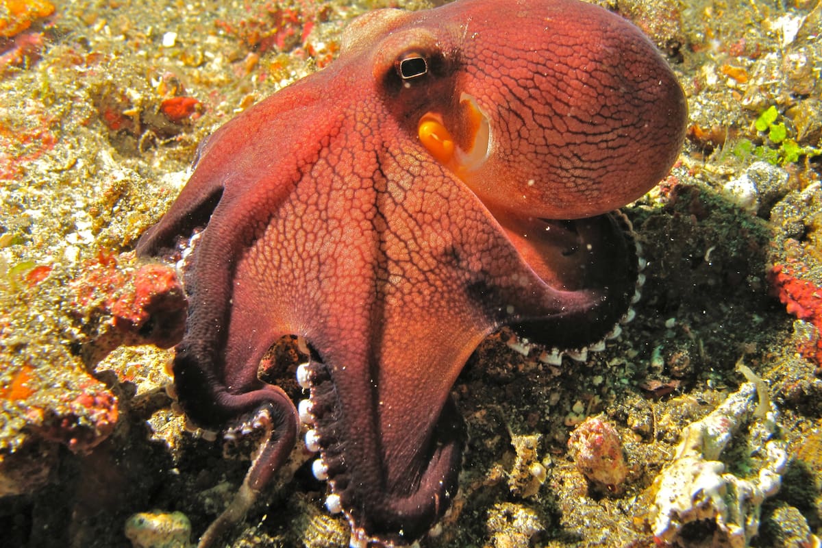 El Anfioctopus marginatus o pulpo de coco habita en los océanos Pacífico e Índico occidental