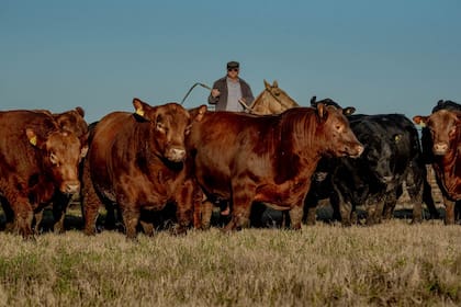 El Angus colorado de la firma