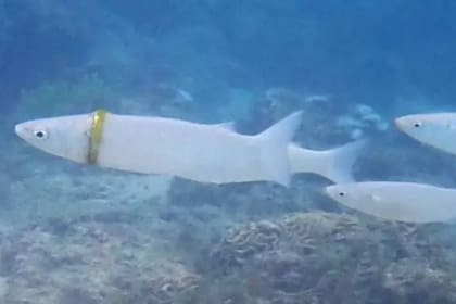 El anillo cuesta mil dólares y si no se lo quitan a tiempo terminará por lastimar al pez