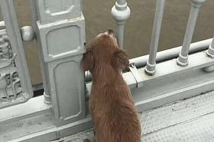 El animal acompañó a su dueño hasta el puente donde se arrojó