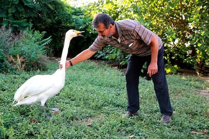 El animal, bautizado Garip, y el cartero jubilado Recep Mirzan mantienen un vínculo desde 1984, cuando él le curó un ala rota
