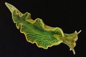El animal capaz de producir su alimento que sorprende a la comunidad científica
