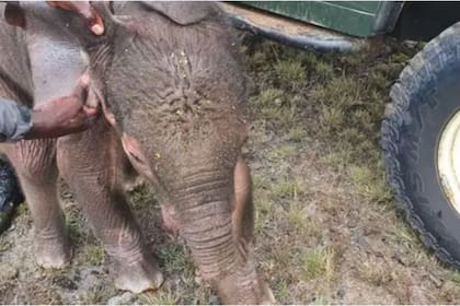 El animal cayó a un pozo, y cuando sacó para afuera la trompa las hienas se la comieron