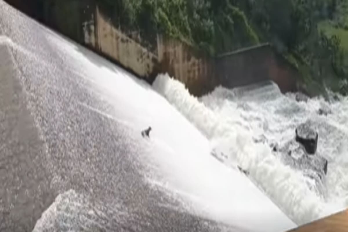 El animal cayó a una represa y un jardinero lo rescató. Fuente: Facebook