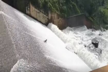 El animal cayó a una represa y un jardinero lo rescató. Fuente: Facebook