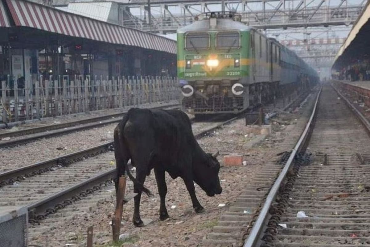 El animal cayó desde un ferrocarril elevado (Foto:iStock)