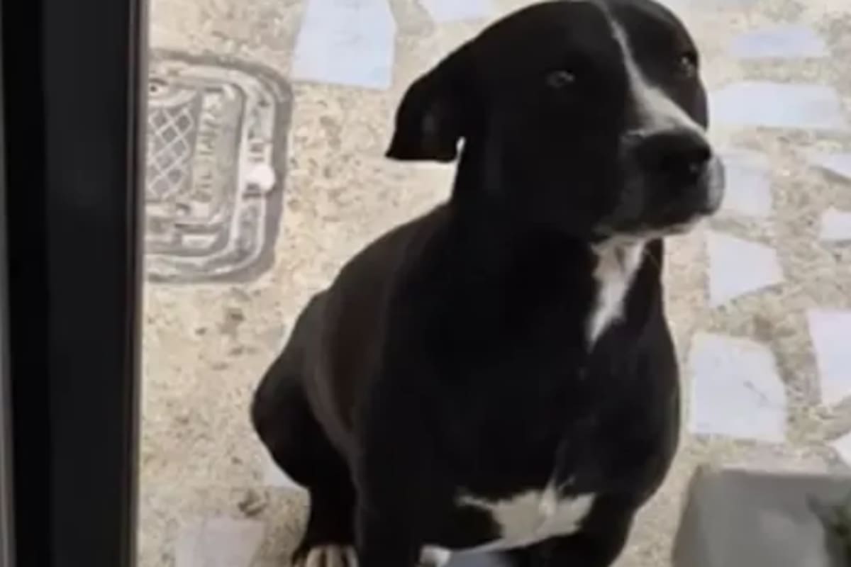 El animal conquistó a todos con su historia (Foto: Captura de video)