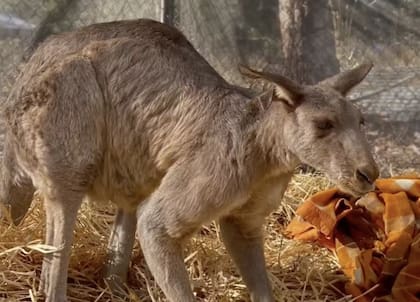 El animal de edad avanzada que fue rescatado.