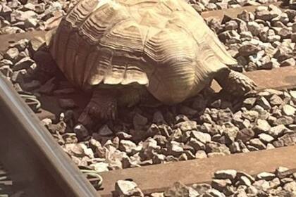 El animal de gran tamaño bloqueó las vías del tren luego de ser impactado por el mismo. Fuente: Great Anglia
