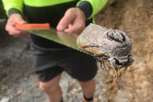 El animal de sorprendentes dimensiones fue detectado por albañiles que trabajaban en la escuela