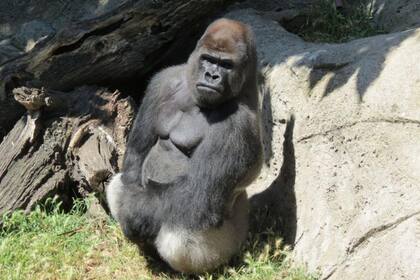El animal, de unos 200 kilos de peso, se abalanzó sobre la trabajadora del zoológico cuando ella ingresó a la jaula