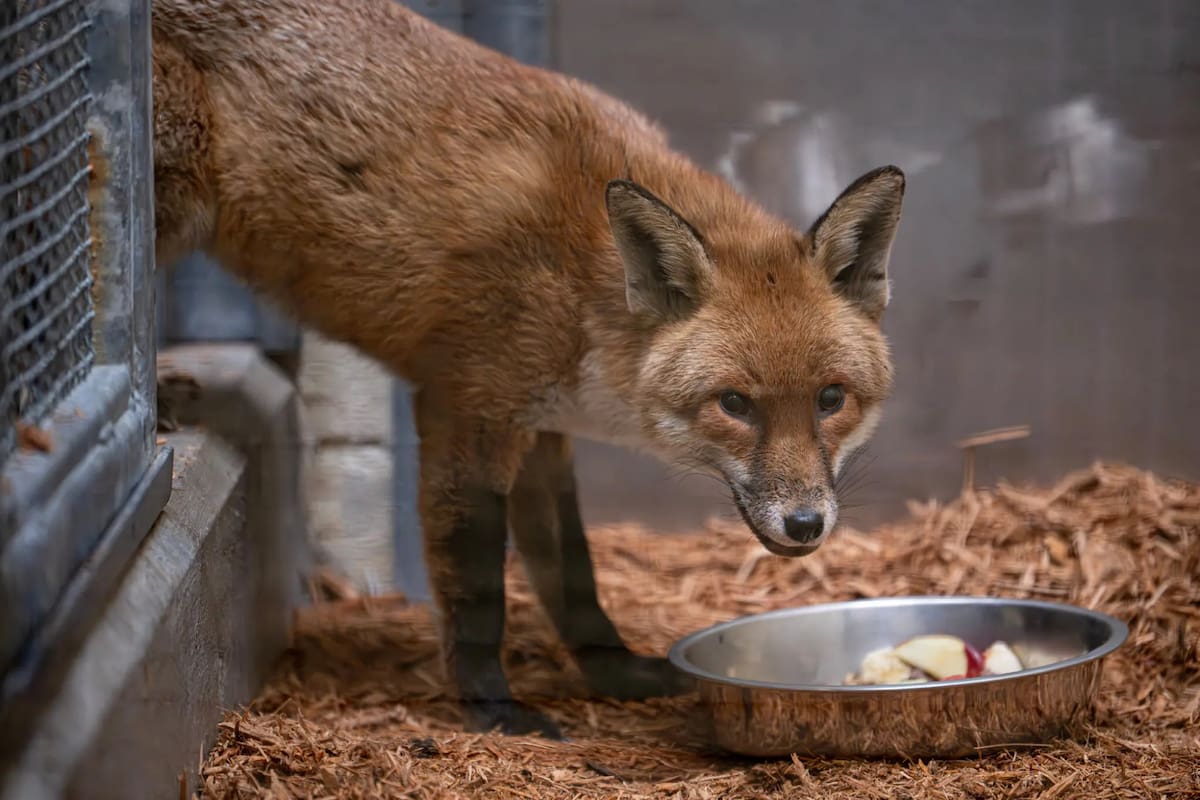 El animal, de unos dos años y cinco kilos, permaneció escondido entre vehículos durante dos semanas de travesía