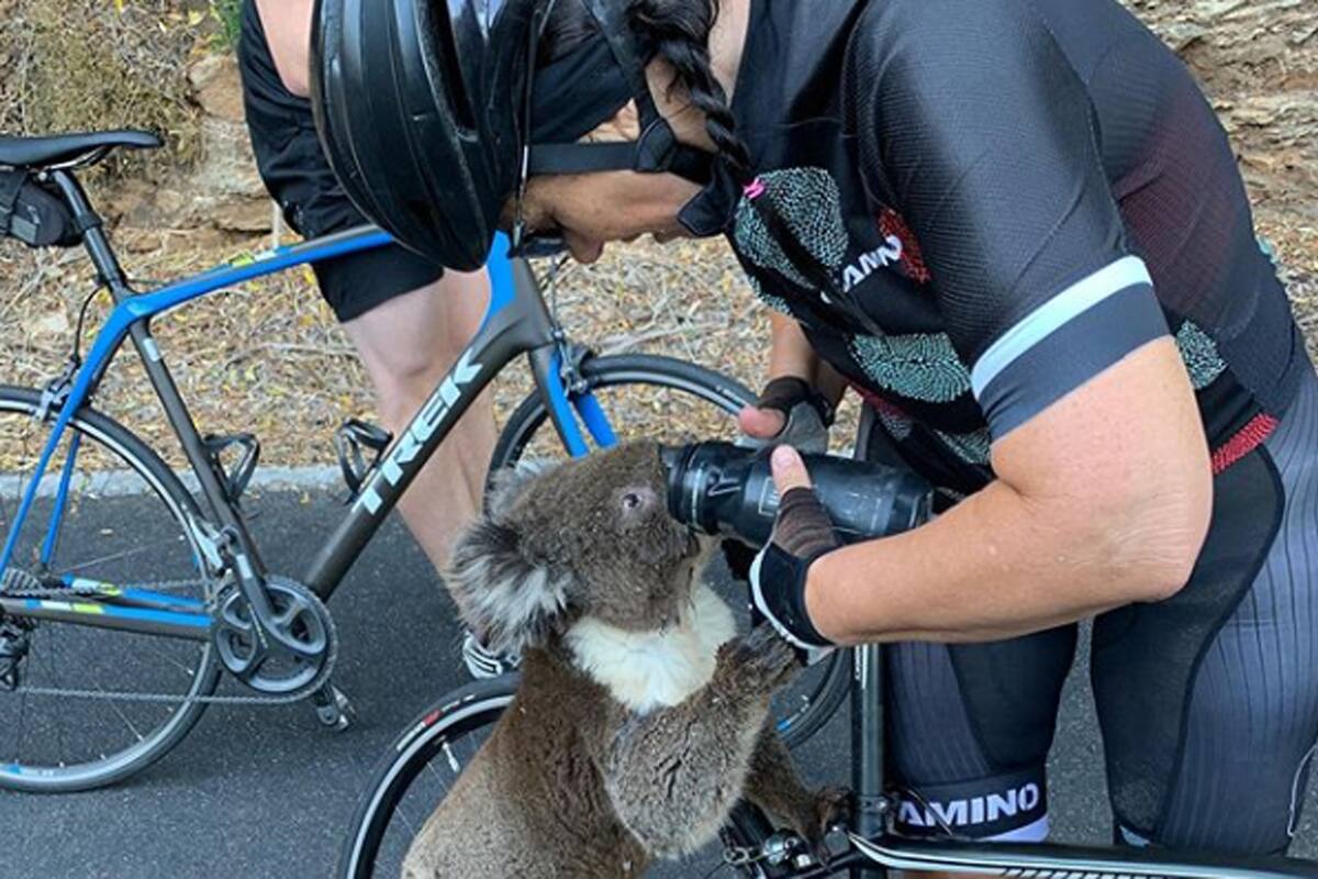 El animal desesperado se trepó a la bicicleta de la mujer que compartió la experiencia en sus redes