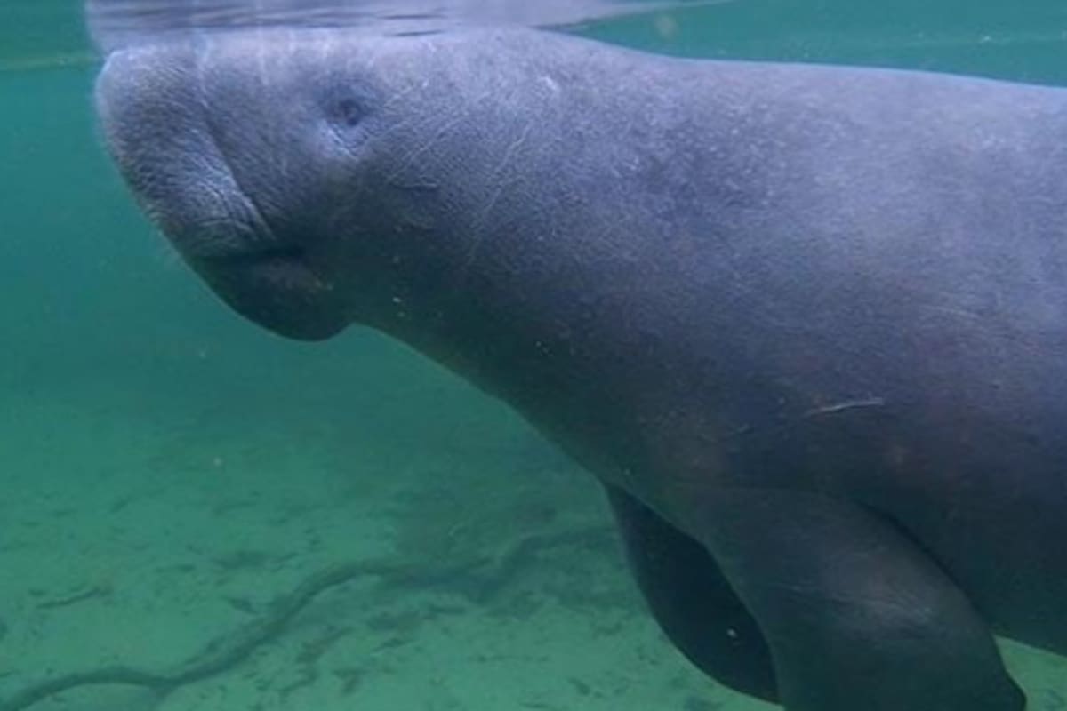 El animal es considerado una especie en extinción por las leyes federales norteamericanas. Se trata de una acción cruel que es sancionada con 50 mil dólares de multa y un año de cárcel