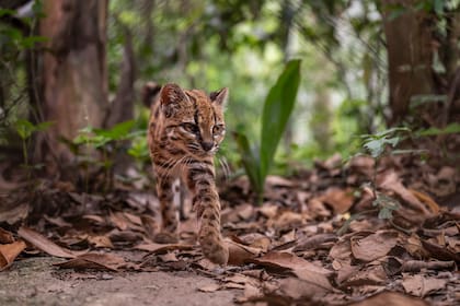El animal es el único individuo conocido de la especie que vive bajo protección.
