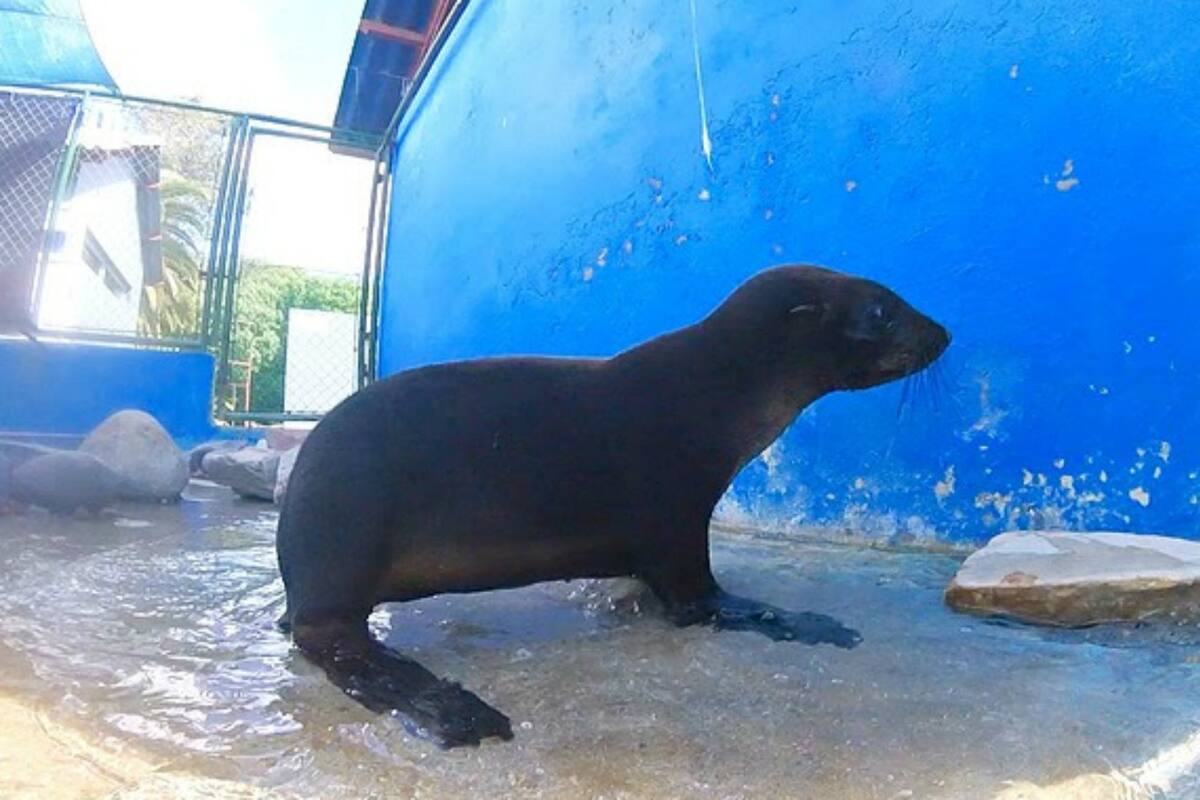 El animal es un macho de dos pelos en edad juvenil y fue trasladado a Mundo Marino, en San Clemente