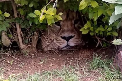 El animal escondido debajo de un arbusto sorprendió a los habitantes del hogar