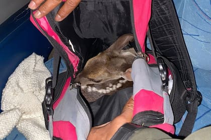 El animal estaba oculto en la mochila de una mujer