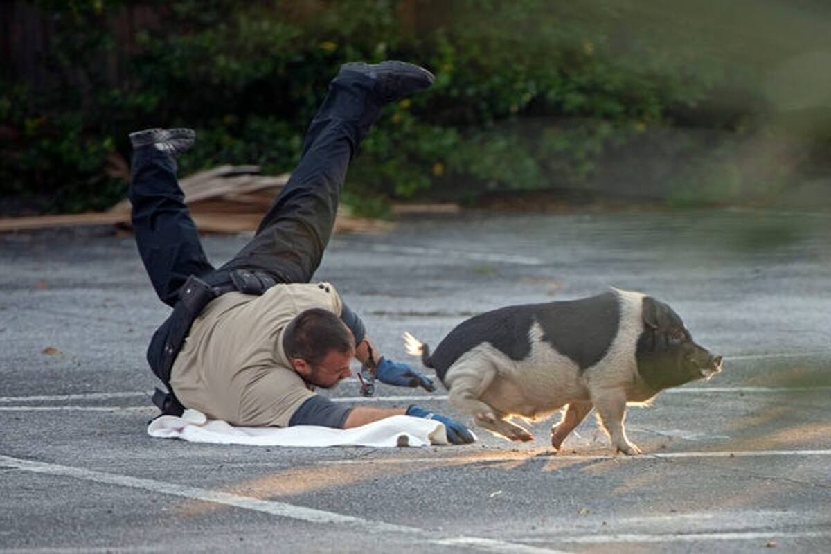 El animal estuvo huyendo de un grupo de oficiales durante una hora. Fuente: Pensacola Police Department