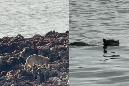 El animal evidenció signos de desgaste físico tras completar la travesía