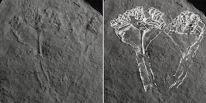 El animal fue arrastrado por sedimientos volcánicos.