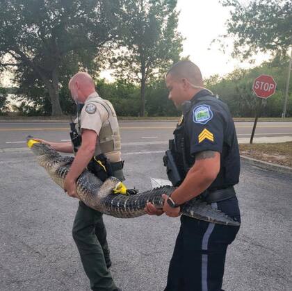 El animal fue atrapado e inmovilizado para luego ser devuelto a su hábitat natural