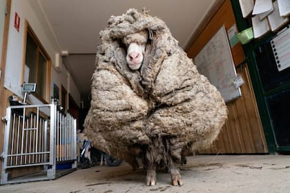 El animal fue encontrado en estado salvaje y casi ciego en un bosque australiano y una organización de rescatistas la esquiló luego de muchos años