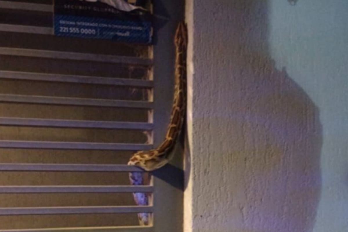 El animal fue encontrado en la vereda de una casa en La Plata, Buenos Aires