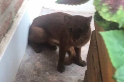 El animal fue encontrado en un domicilio de la localidad de La Paz, fue capturado y vovlerá a ser llevado a su hábitat natural