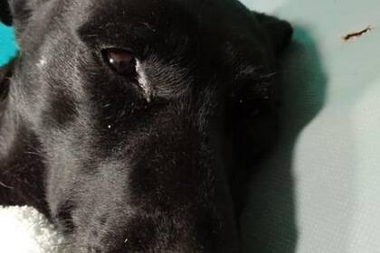 El animal fue encontrado herido en la citada localidad mendocina, con la piel arrancada y colgando de su cuerpo y ahora se encuentra internada y con pronóstico reservado
