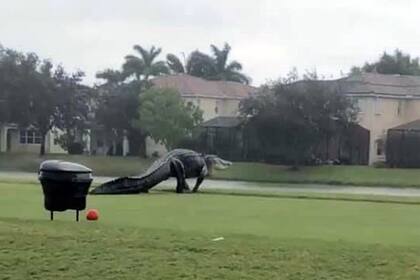 El animal fue grabado durante las últimas horas en Naples, en el estado de Florida