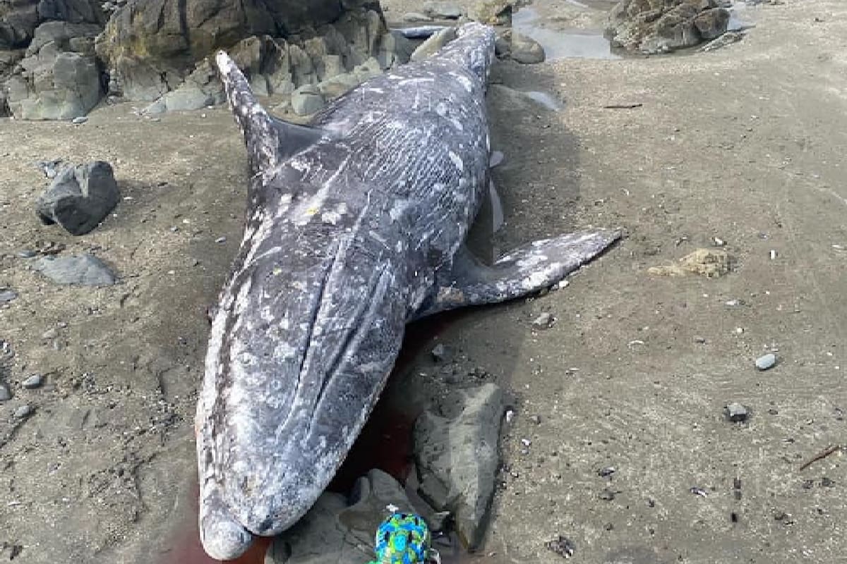 El animal fue hallado en las playas de California después de que un grupo de turistas vieran una lucha entre orcas y ballenas